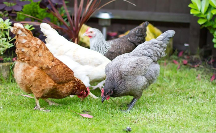 原始森林的土雞