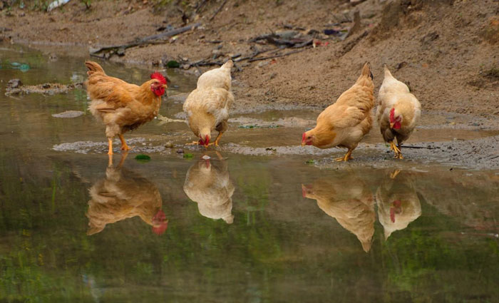 大別山原生態(tài)養(yǎng)雞場(chǎng)