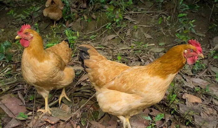 體格健壯的金寨土雞