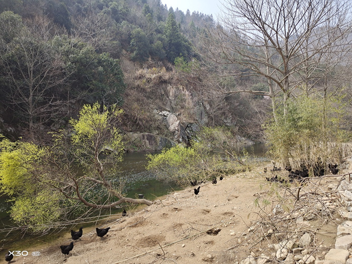 金寨養(yǎng)殖基地