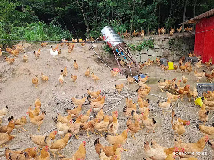 六安散養(yǎng)土雞