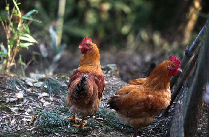 金寨湯匯金谷源養(yǎng)殖場(chǎng)