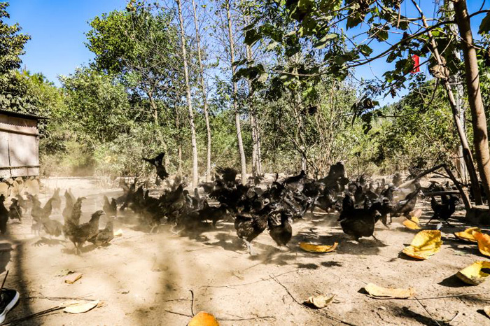 金寨梅山養(yǎng)雞場(chǎng)