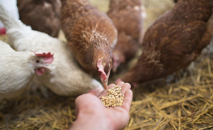 金谷源養(yǎng)殖場(chǎng)