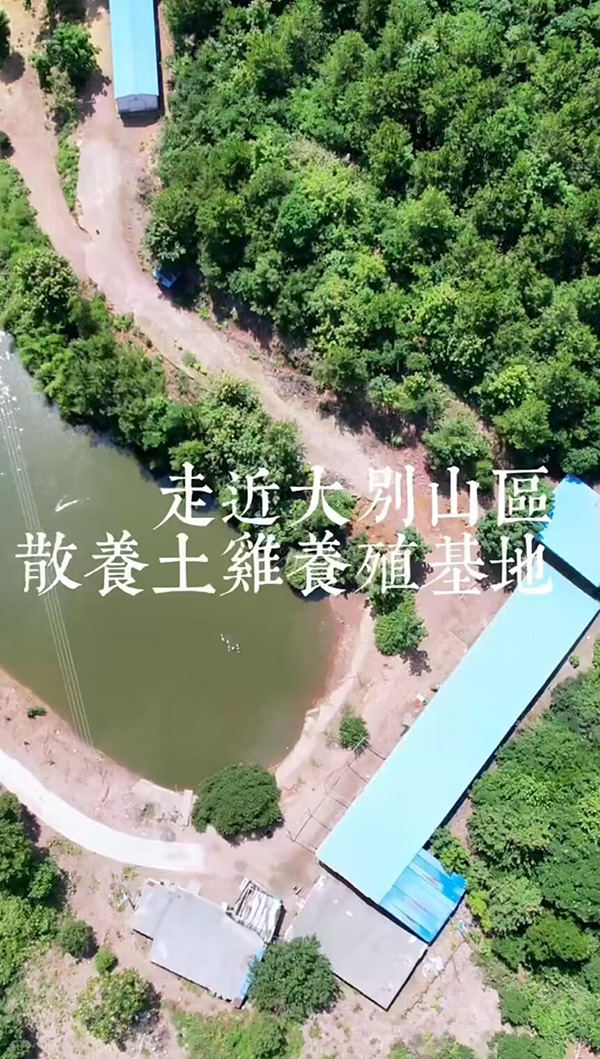 大別山區(qū)散養(yǎng)土雞-養(yǎng)殖基地